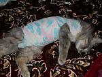     
: DSCN3134.jpg
: 17
:	151.2 
ID:	6142976