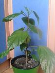     
: 2013-04-30 16.44.58.jpg
: 5
:	62.5 
ID:	6163674
