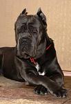     
: image.jpg
: 4
:	40.4 
ID:	6174904