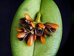     
: Acianthera sp.jpg
: 116
:	103.4 
ID:	6178207
