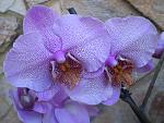     
: P1010038.jpg
: 8
:	167.4 
ID:	6191747