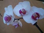     
: P1010025.jpg
: 33
:	64.1 
ID:	6192014