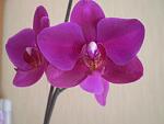     
: P1010027.jpg
: 5
:	66.4 
ID:	6192023