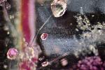     
: ZS PMax 60 Ruby Hex Cr and Rut 100x resize 800 500.jpg
: 16
:	55.5 
ID:	6193020