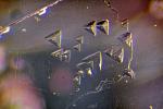     
: ZS PMax 12 Ruby Triangle crls 200x resize 800 530.jpg
: 17
:	40.5 
ID:	6193062