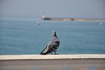     
: DSC_0009.jpg
: 10
:	48.7 
ID:	6194377