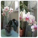     
: image.jpg
: 8
:	248.3 
ID:	6198616