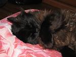     
: IMG_3209.jpg
: 12
:	145.7 
ID:	6200435