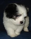     
: DSC00171(1).jpg
: 15
:	81.8 
ID:	6203099
