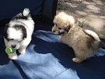     
: DSC00012.jpg
: 9
:	176.5 
ID:	6203101