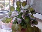     
: IMG_20130513_112458.jpg
: 6
:	110.5 
ID:	6213629