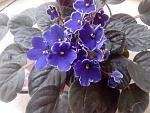    
: IMG_20130513_112718.jpg
: 10
:	133.5 
ID:	6213631