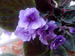    
: IMG_20130513_112859.jpg
: 3
:	92.6 
ID:	6213636