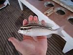     
: DSC08111.jpg
: 7
:	125.7 
ID:	6223376