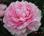     
: imagesCACFK9A7.jpg
: 24
:	8.2 
ID:	6225859