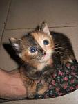     
: 95840123_3_644x461_chernyy-kotenok-v-horoshie-ruki-koshki.jpg
: 5
:	17.0 
ID:	6229195
