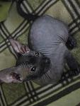     
: IMG_6274.jpg
: 23
:	109.5 
ID:	623236