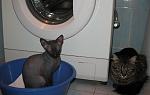     
: IMG_6335.jpg
: 25
:	71.7 
ID:	623237