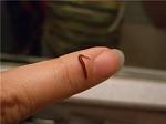     
: images_60.jpg
: 24
:	4.7 
ID:	6246361