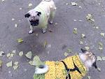     
: 18112009407.jpg
: 35
:	189.5 
ID:	625825