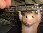     
: 8520-215245-30f84c673f9a4ecae0b660faeccf7c63.jpg
: 9
:	38.7 
ID:	6269532