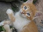     
: IMG_1375.jpg
: 14
:	165.8 
ID:	6274107