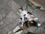     
: IMG_1373.jpg
: 8
:	191.2 
ID:	6284820