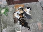     
: IMG_1381.jpg
: 6
:	193.3 
ID:	6284911