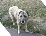     
: IMAG0639-1.jpg
: 53
:	195.8 
ID:	6288587
