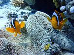     
: DSC06860.jpg
: 7
:	246.5 
ID:	6292005