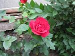     
: IMG_4168.jpg
: 6
:	124.1 
ID:	6292766