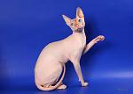     
: миниIMG_4578.jpg
: 14
:	53.3 
ID:	6298082
