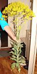     
: DSC01697.jpg
: 45
:	93.1 
ID:	6298866