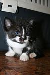     
: IMG_0123.jpg
: 10
:	59.5 
ID:	6300610