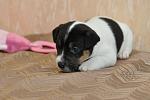     
: DSC_0252.jpg
: 8
:	51.3 
ID:	6312083