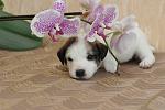     
: DSC_0280.JPG
: 8
:	299.9 
ID:	6312084