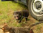     
: DSCN2787.jpg
: 10
:	237.2 
ID:	6314250