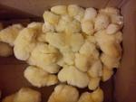     
: DSC00480.jpg
: 25
:	83.1 
ID:	6331535