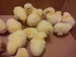     
: DSC00483.jpg
: 22
:	88.2 
ID:	6331536