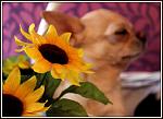     
: tdE-EfEUZLg.jpg
: 31
:	73.7 
ID:	6335281
