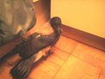     
: Фото-0258.jpg
: 37
:	131.9 
ID:	6335952