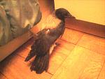     
: Фото-0260.jpg
: 31
:	144.8 
ID:	6335953