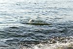     
: IMG_1729.jpg
: 10
:	192.5 
ID:	6351868