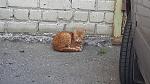     
: 20130609_181653.jpg
: 18
:	109.9 
ID:	6353954