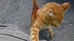     
: 20130609_140936.jpg
: 18
:	145.2 
ID:	6353962