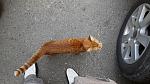     
: 20130609_140915.jpg
: 17
:	194.1 
ID:	6353969
