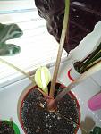     
: DSC03056.jpg
: 44
:	93.4 
ID:	6357719