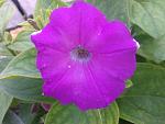     
: 2013-06-10 15.55.29.jpg
: 2
:	108.7 
ID:	6358191