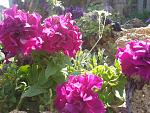     
: 2013-06-10 15.58.22.jpg
: 1
:	192.5 
ID:	6358206