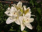     
: 2013-06-10 15.56.47.jpg
: 3
:	116.9 
ID:	6358216
